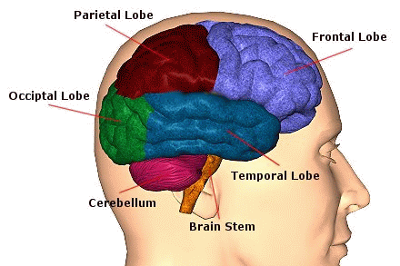 Map of the brain