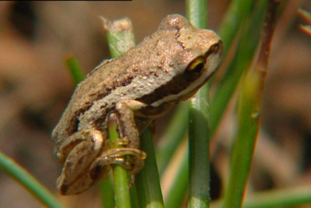 Frozen frogs: the key to saving a species - ABC News