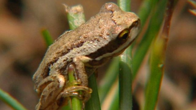 The nation's native frogs face a grim future as disease continues to wipe out populations.