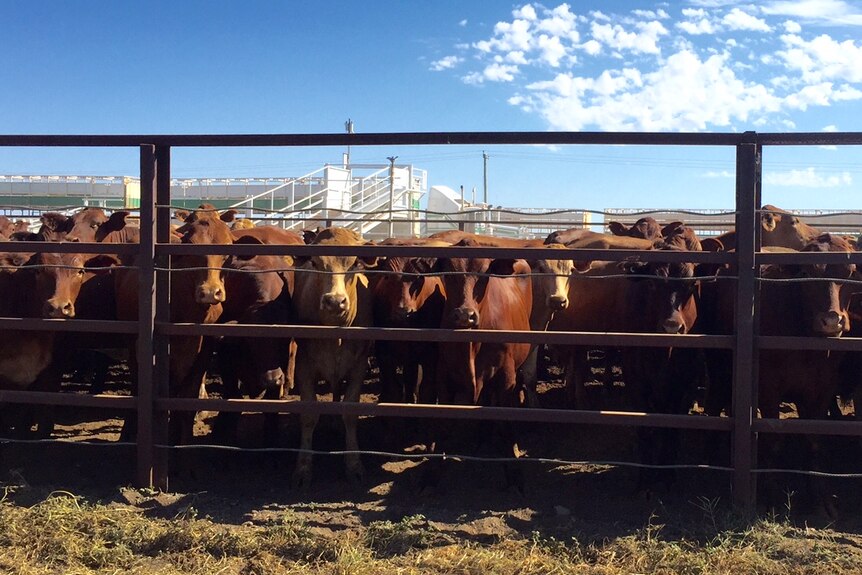 Cattle at the Cloncurry saleyards