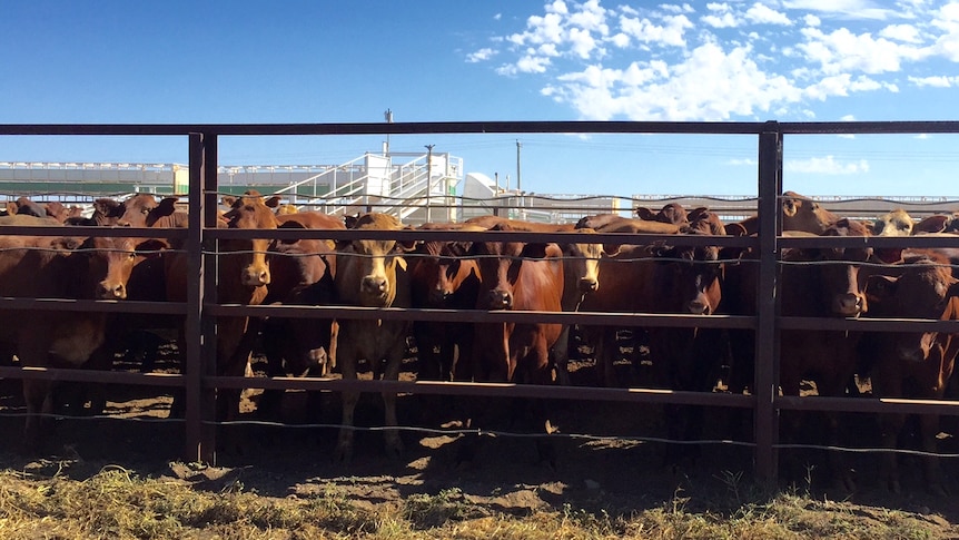 Cattle at the Cloncurry saleyards