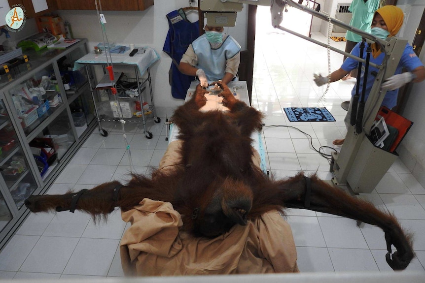 An orangutan sprawled on a surgery table, its two arms outstretched on either side.