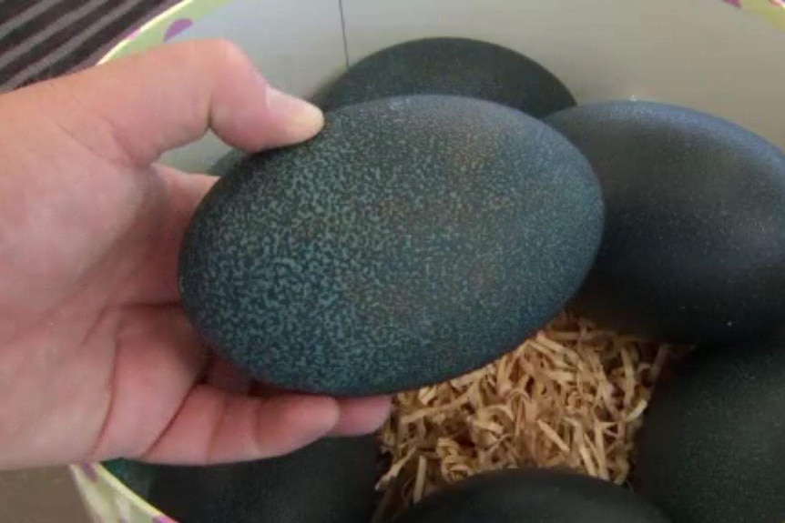Close-up of emu eggs in a bucket.