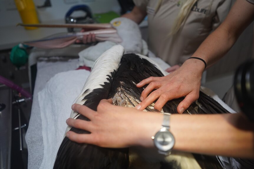 A doctor assesses wounds sustained by a pelican