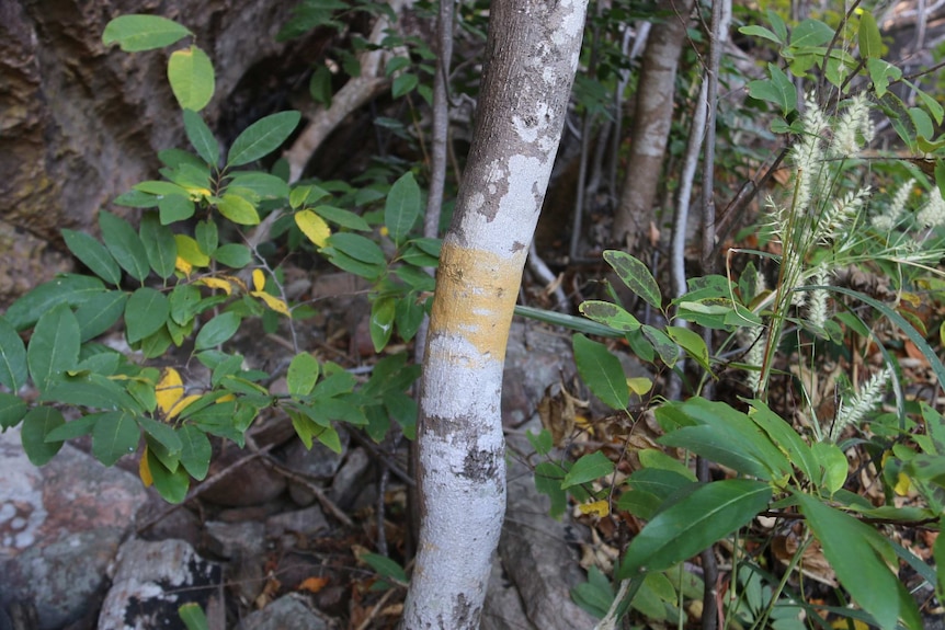 Yellow ochre rings a tree as a memorial to a community members who have passed away.