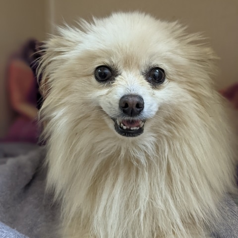 Pom Pom the Pomeranina dog smiling 