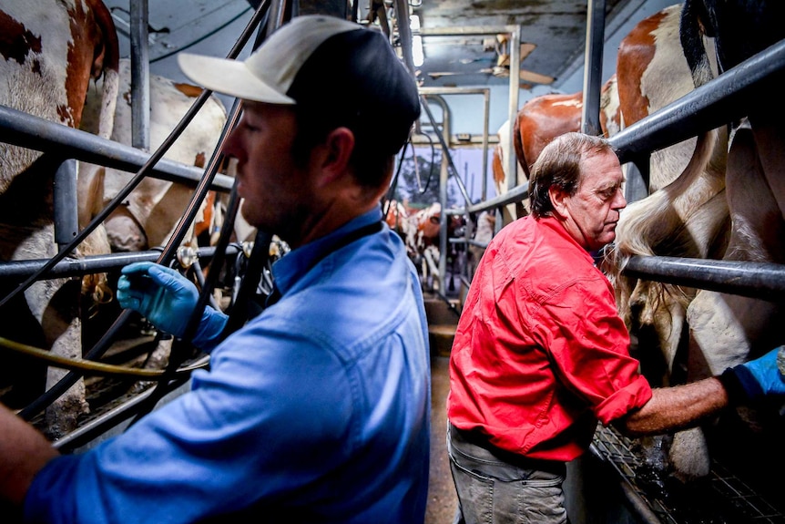 Two men milk cows.