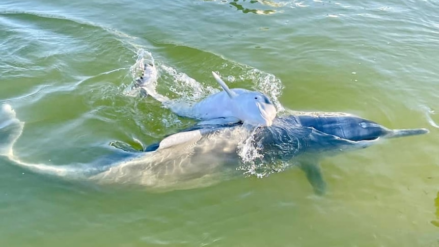 A dolphin and her calf swimming at Tin Can Bay