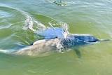 A dolphin and her calf swimming at Tin Can Bay