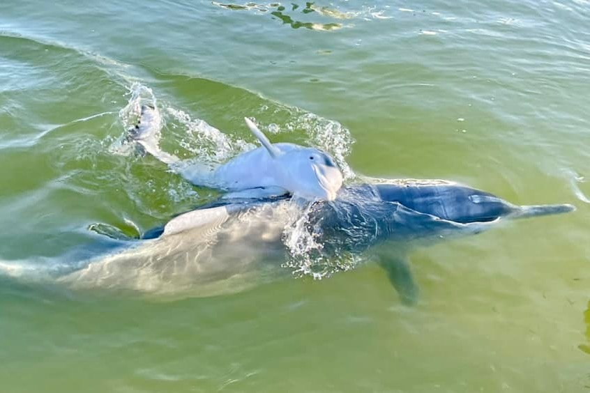 A dolphin and her calf swimming at Tin Can Bay