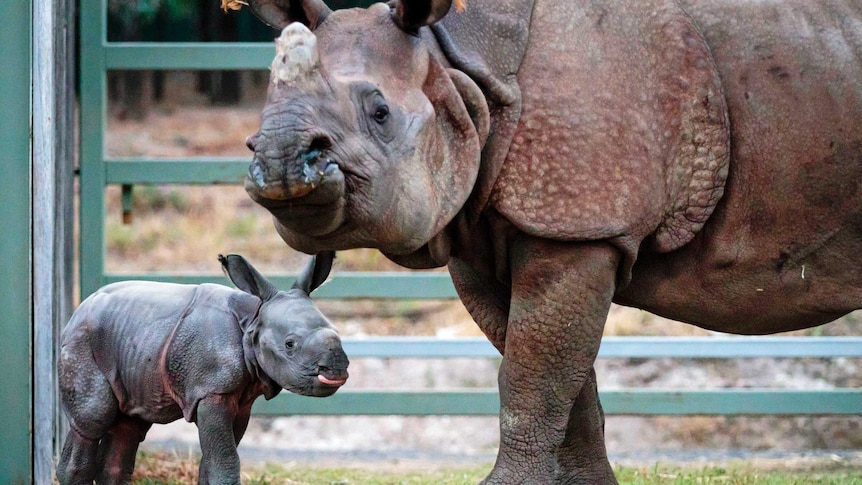 Taronga's Western Plains Zoo at Dubbo has welcomed the arrival of Australia's first Greater One Horned Rhino calf.