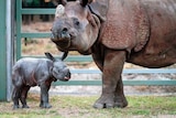 Taronga's Western Plains Zoo at Dubbo has welcomed the arrival of Australia's first Greater One Horned Rhino calf.