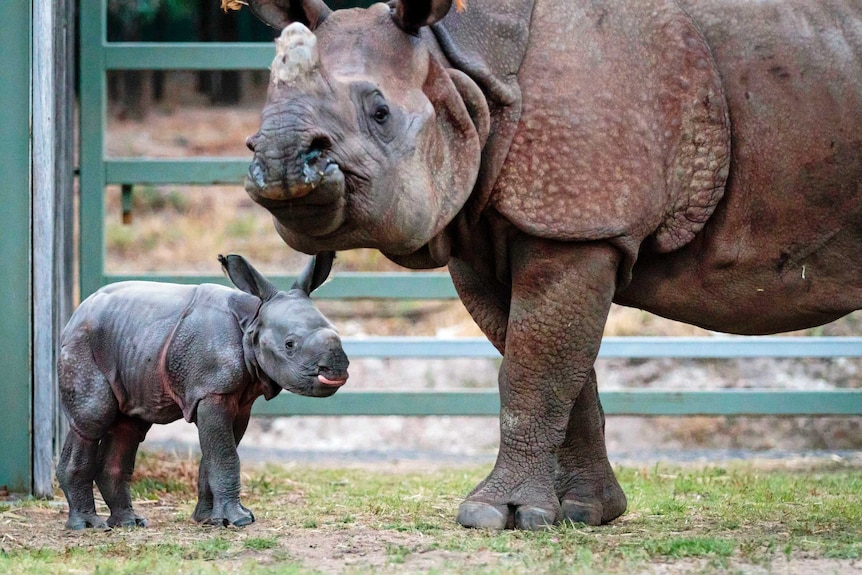 Taronga's Western Plains Zoo at Dubbo has welcomed the arrival of Australia's first Greater One Horned Rhino calf.
