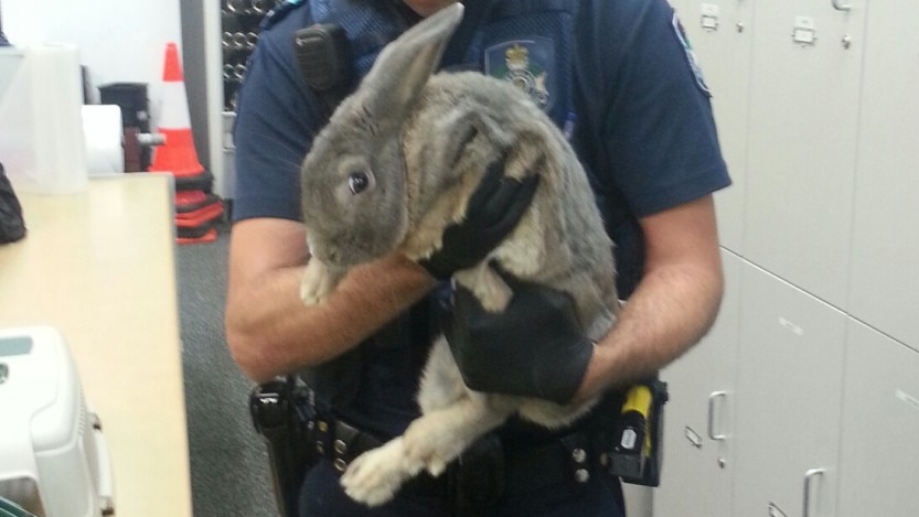 Queensland police Senior Constable Ben Sier holding a rabbit