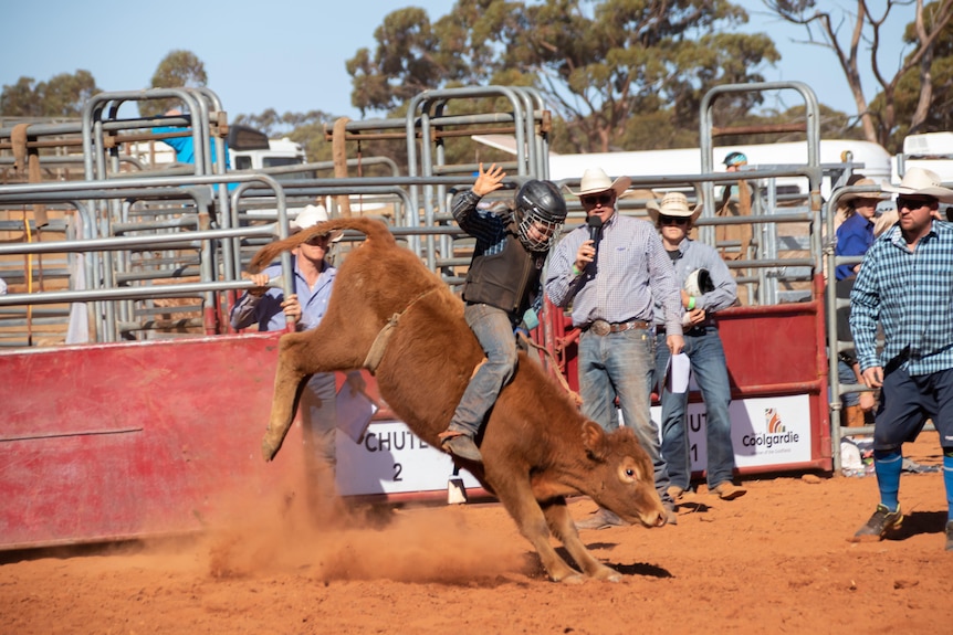 A young boy wearing a helmet riding a steer.