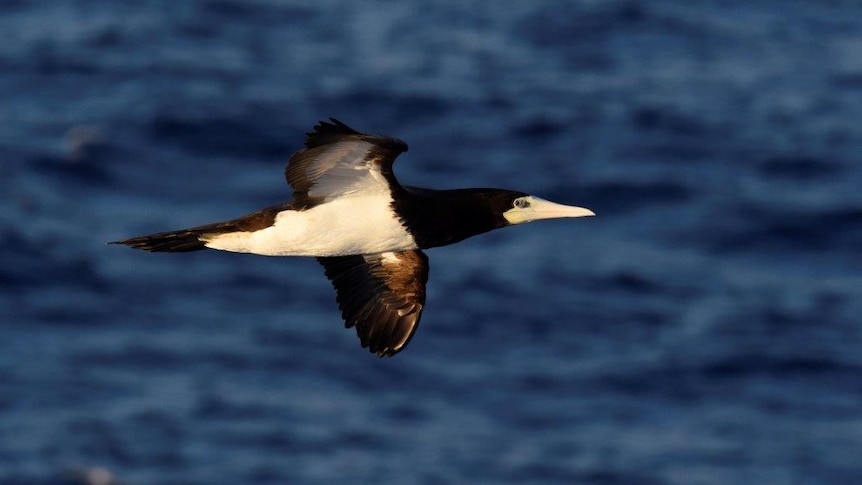 A brown booby flying over water