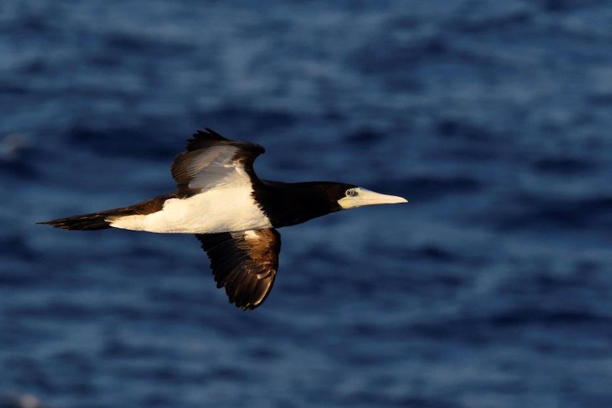 A brown booby flying over water