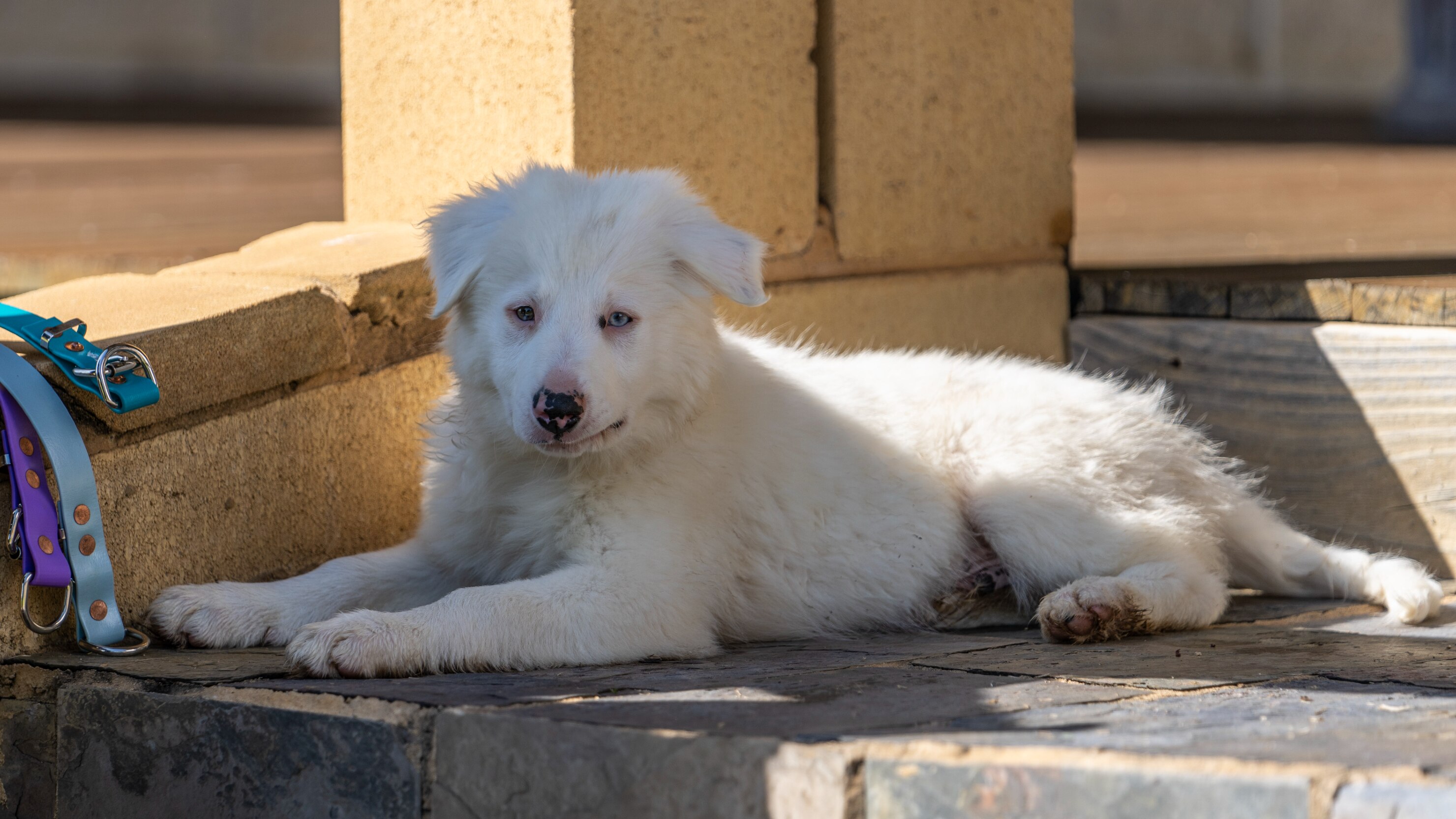 A fluffy pure white border collie puppy lounges on stone steps 