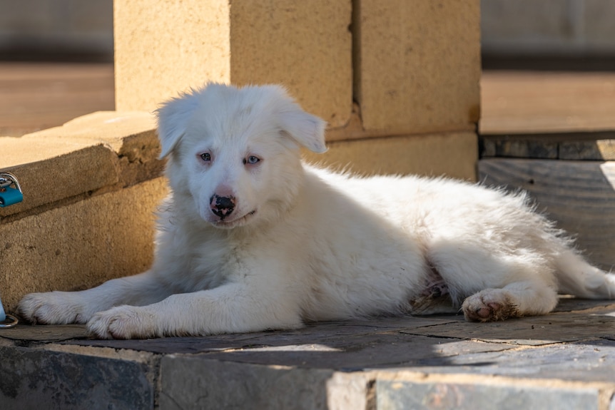 A fluffy pure white border collie puppy lounges on stone steps 