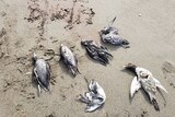 The bodies of six dead birds lie on sand with the date 16/8/19 written in the sand.