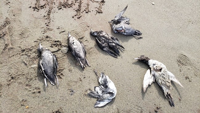 The bodies of six dead birds lie on sand with the date 16/8/19 written in the sand.