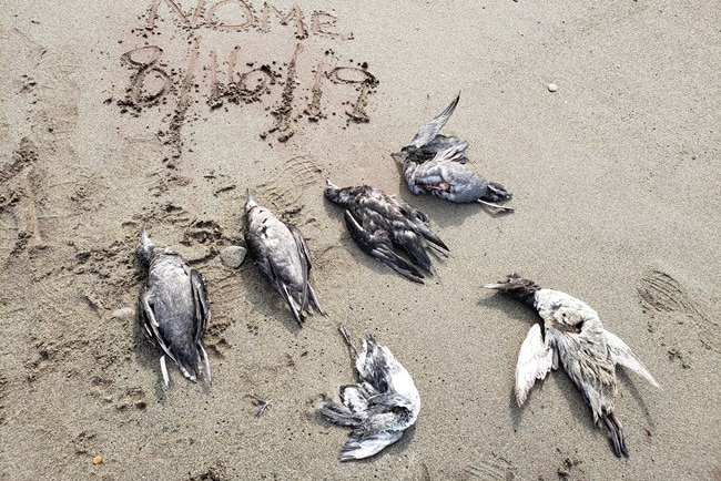 The bodies of six dead birds lie on sand with the date 16/8/19 written in the sand.