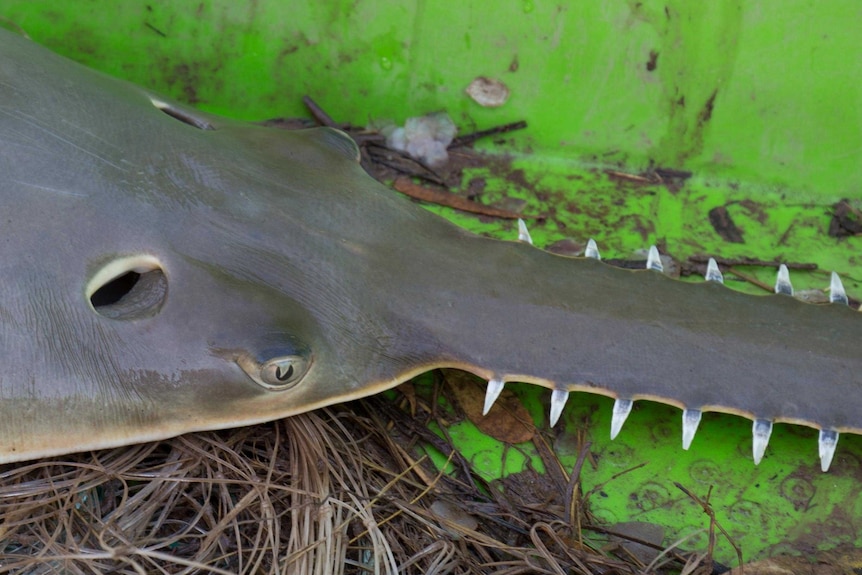 Close-up of a sawfish in a boat.