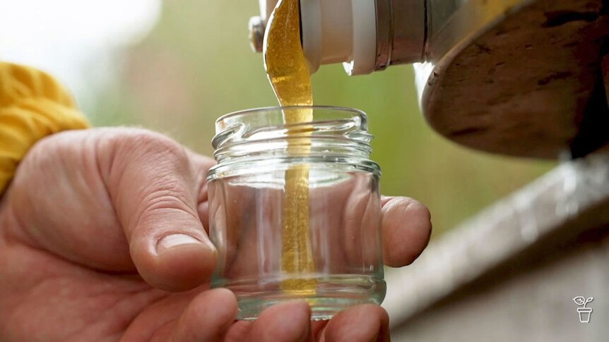 Honey being poured into a glass jar.