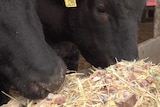 Black wagyu cattle have their heads in a trough of hay and chocolate bits.