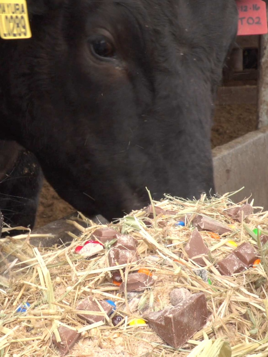 Black wagyu cattle have their heads in a trough of hay and chocolate bits.