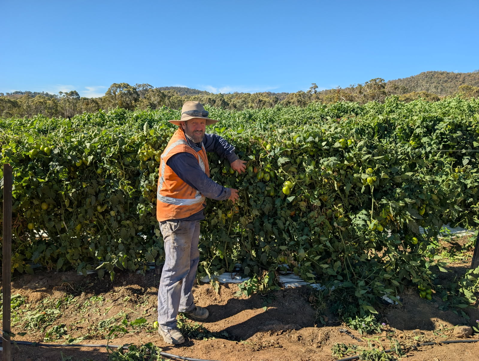 Southern Queensland farmers take pre-emptive action as dry spell ...