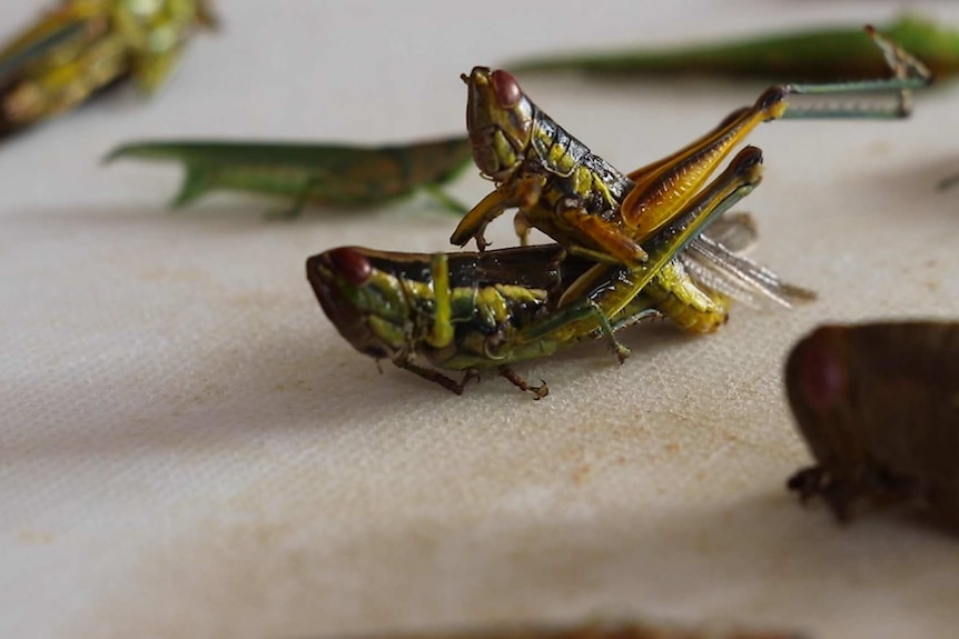 Grasshoppers and other insects on a chopping board.