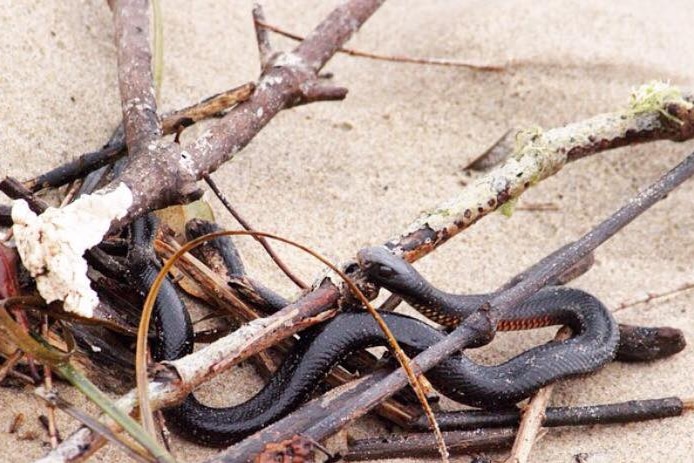 A brown snake is camouflaged by driftwood at a beach.