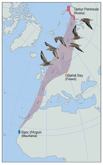 Map showing the migratory path of the red knot from Siberia to West Africa