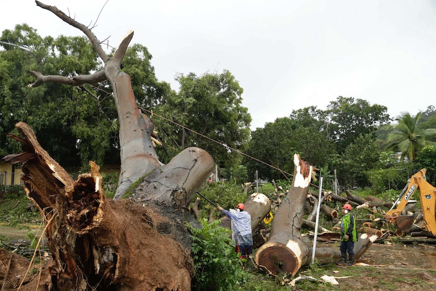 Workers cut a fallen tree