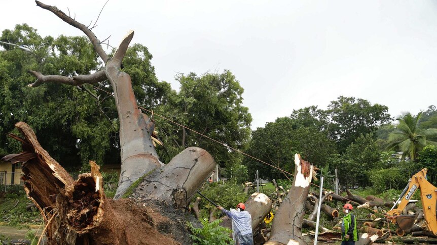 Workers cut a fallen tree