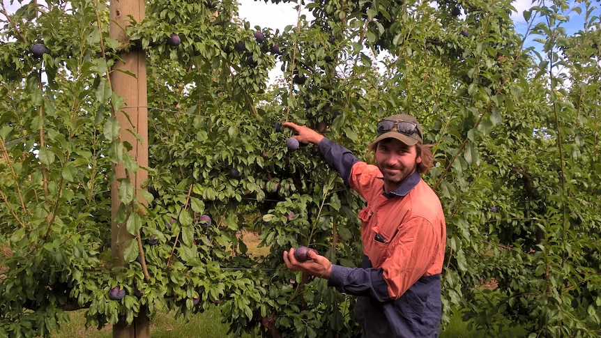 A man picks large, blue plums from a fruit orchard
