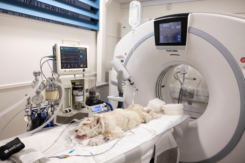 A white tiger cub in a CT machine