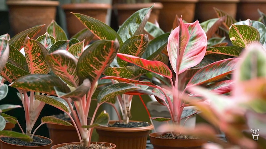 Brightly coloured aglaonema plants in pots.