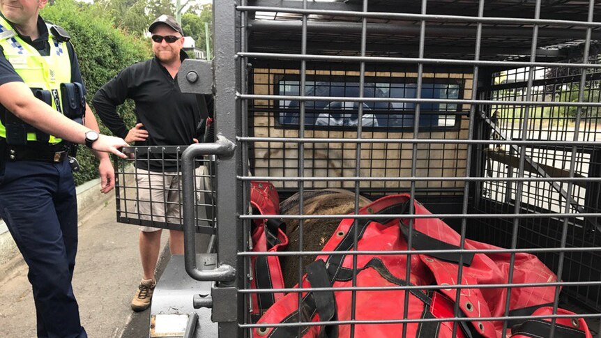 A seal lies in a trailer after being removed from a driveway