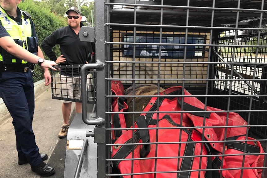 A seal lies in a trailer after being removed from a driveway