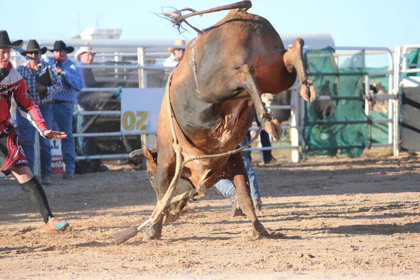 A bucking bull at Carrieton Rodeo.