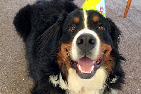 A large dog wears a party hat and a big smile