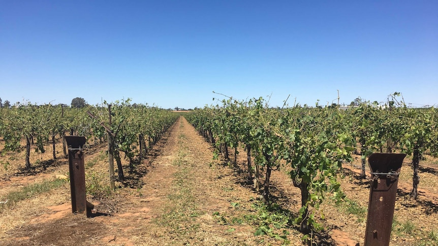 Storm damaged vineyard.