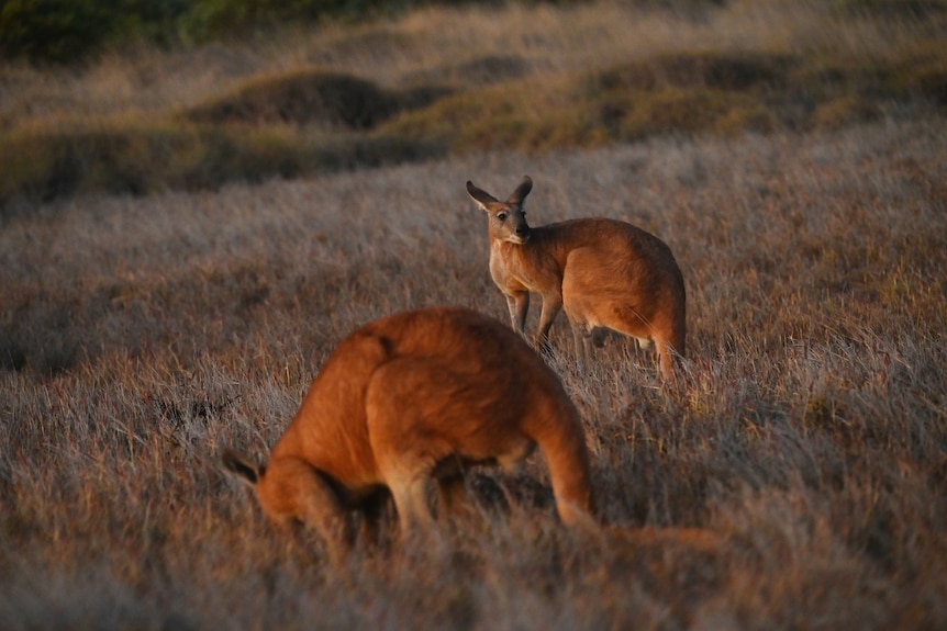 Two red kangaroos grazing in the Pilbara grass at twilight