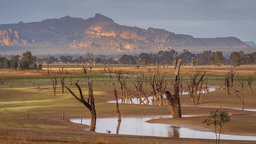 A creek winds through a farming field with only a few dead trees. A mountain range is visible in the background.