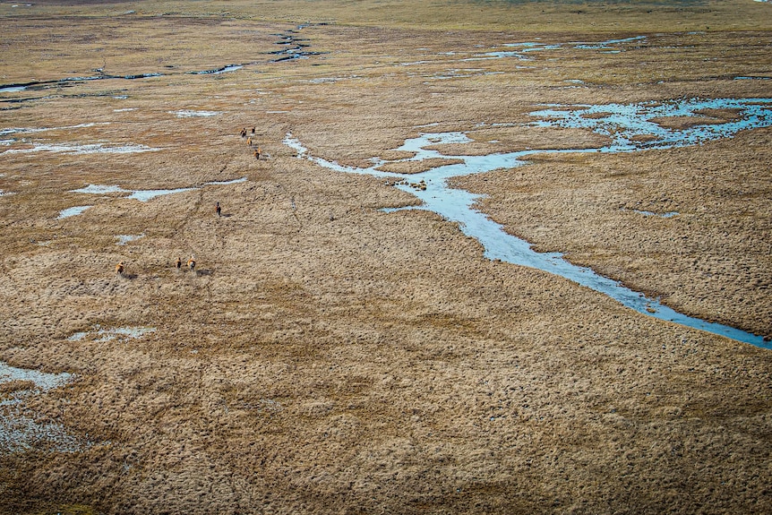 Looking down on a wet, open plain with creeks and a mob of horses running through.