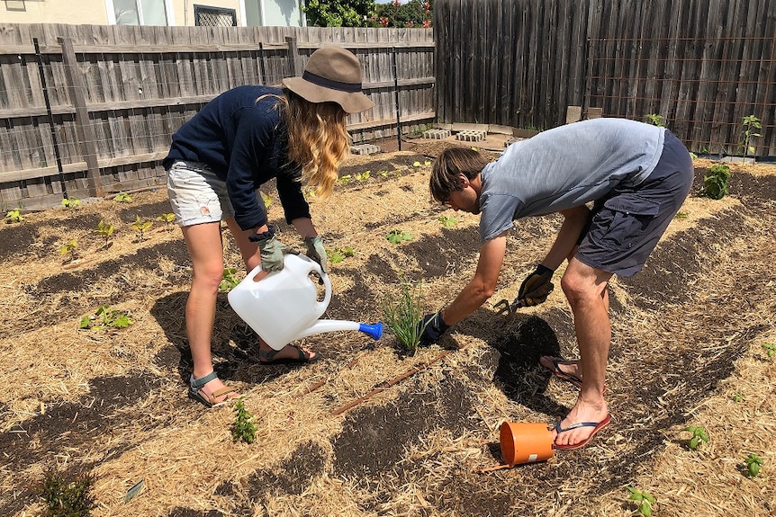 What was once a tangle of weeds and grass is now 60 square metres of crops.