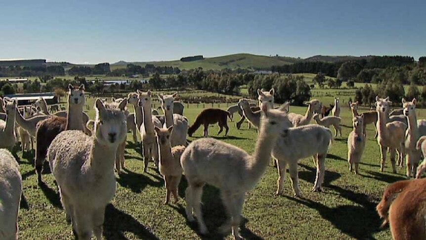 Alpaca farming at Mount Compass