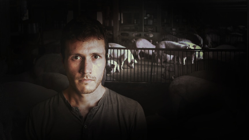 Composite image of pigs behind a fence and a man wearing a grey shirt looking at the camera.